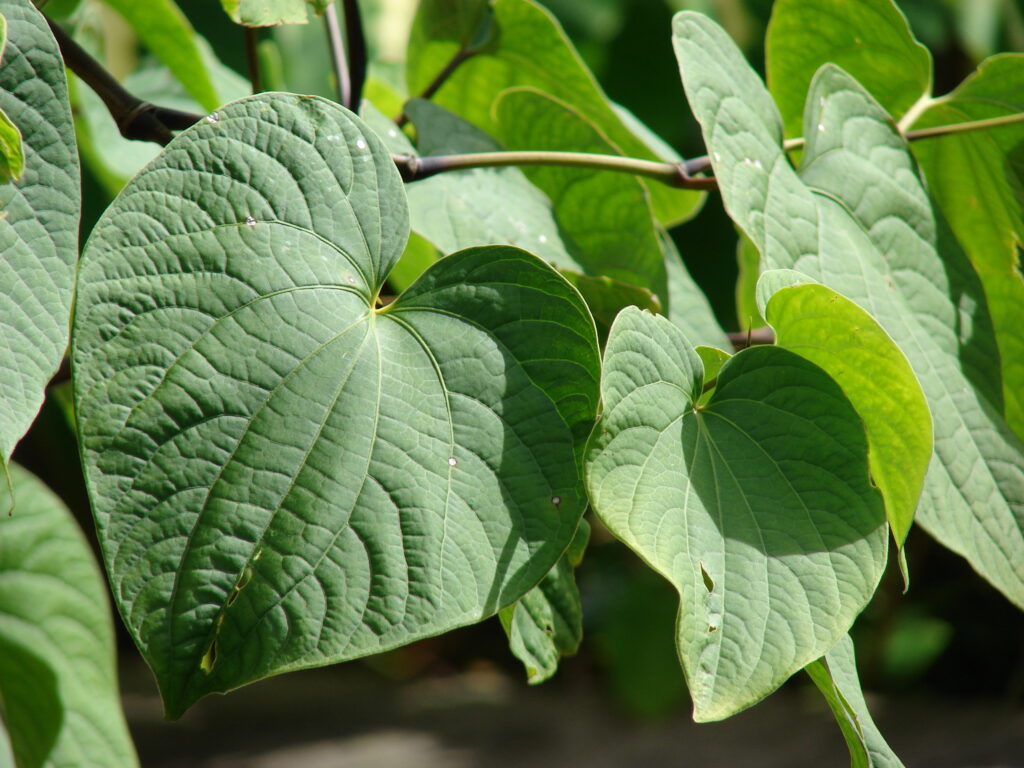 Close-up of a kava plant (Piper methysticum) showing large, heart-shaped green leaves with prominent veins.