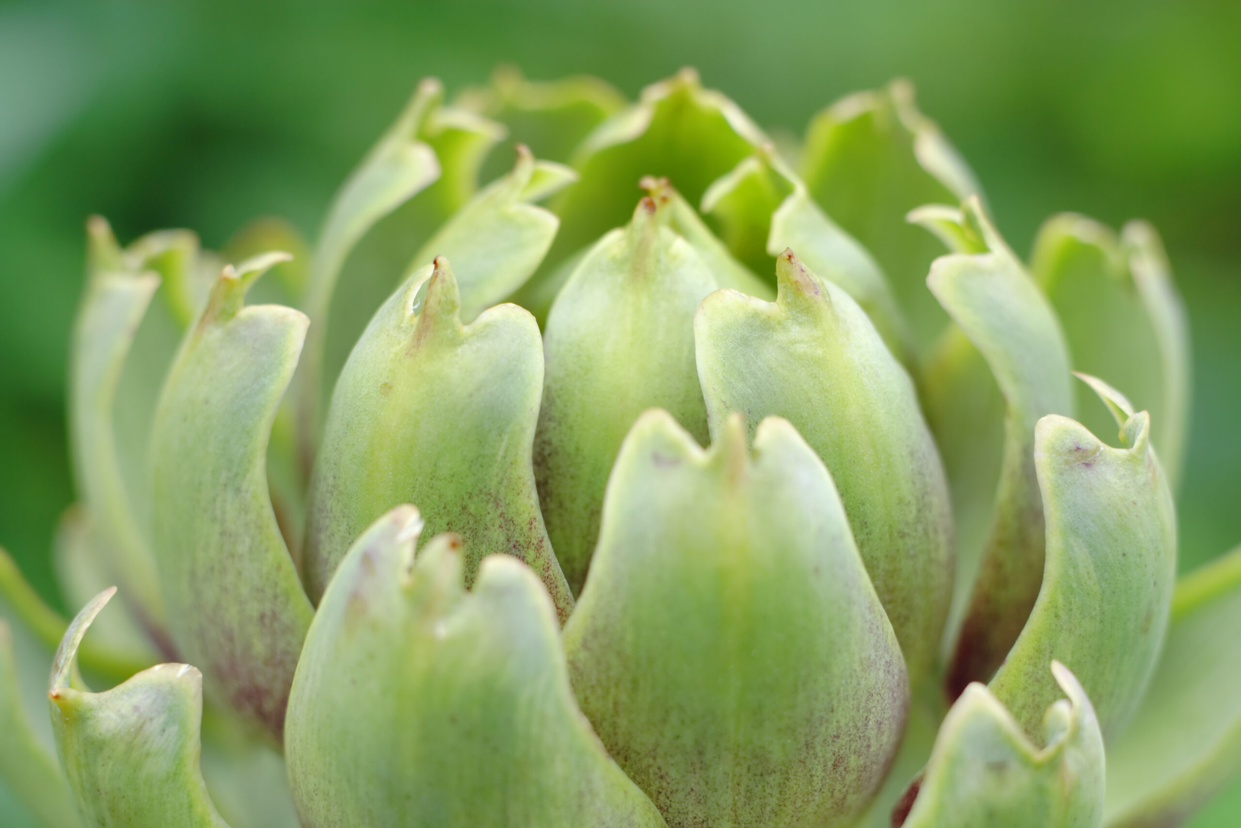 An extreme closeup photo of an artichoke growing in a field.